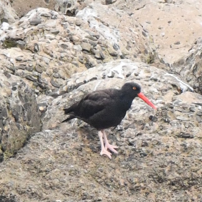 Black Oystercatcher - Denny Granstrand