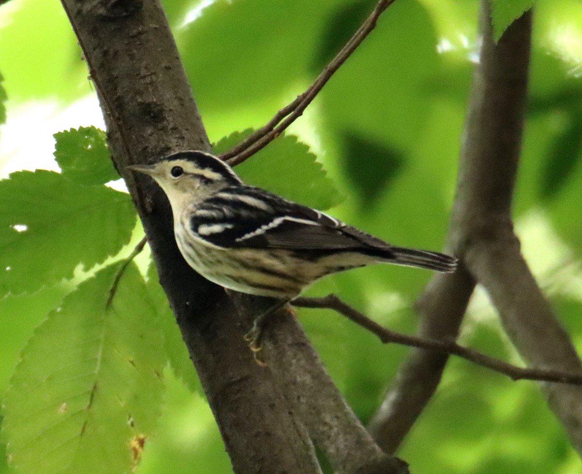 Black-and-white Warbler - ML623128514