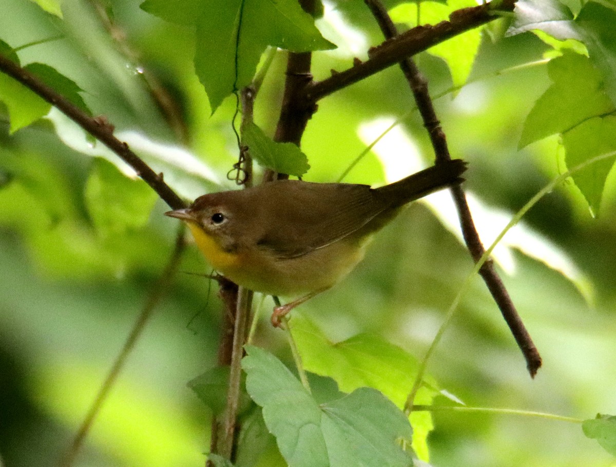 Common Yellowthroat - ML623128519