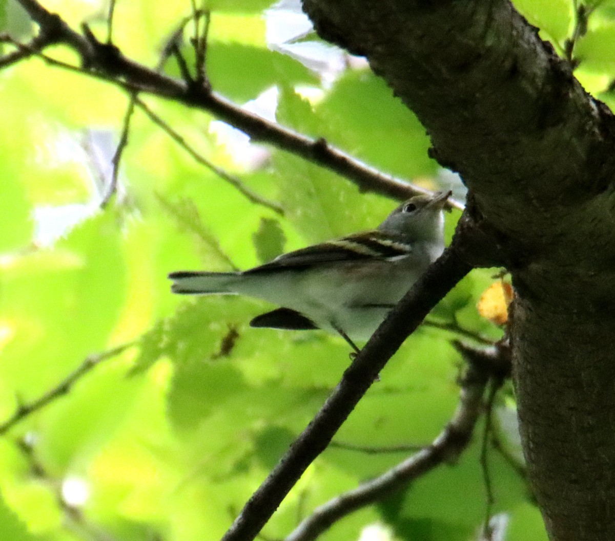 Chestnut-sided Warbler - ML623128525