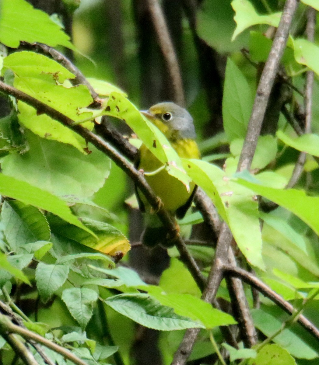 Canada Warbler - ML623128528