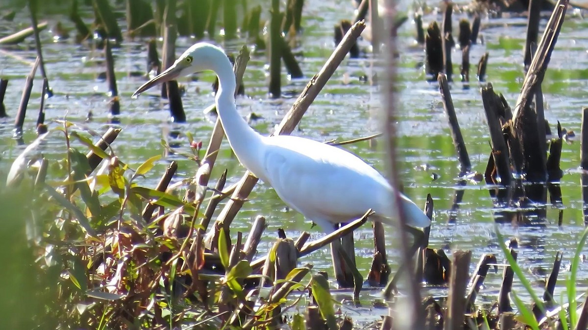 Little Blue Heron - ML623128555