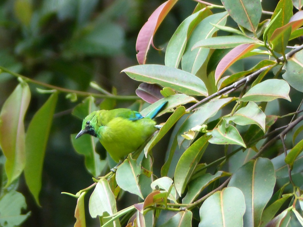 Bornean Leafbird - ML623128579