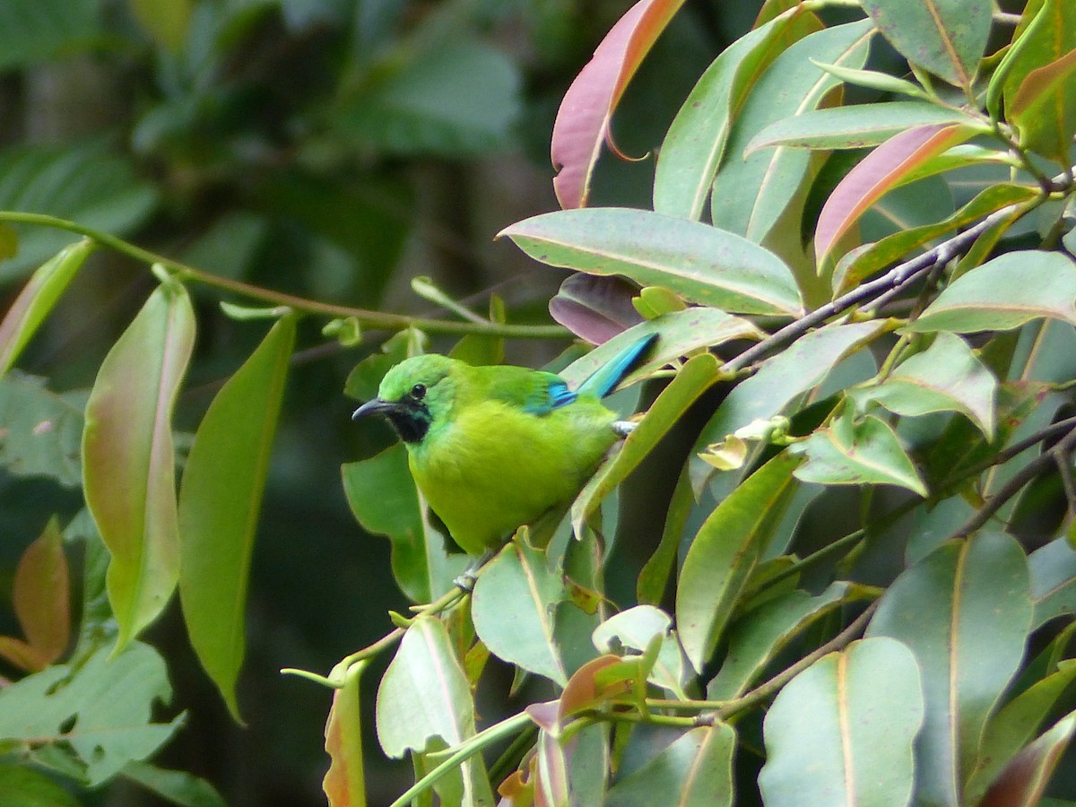 Bornean Leafbird - ML623128580