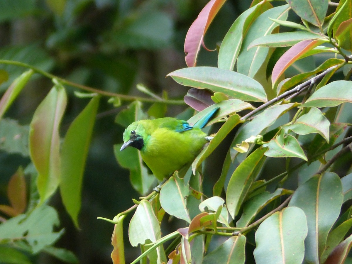 Bornean Leafbird - ML623128581