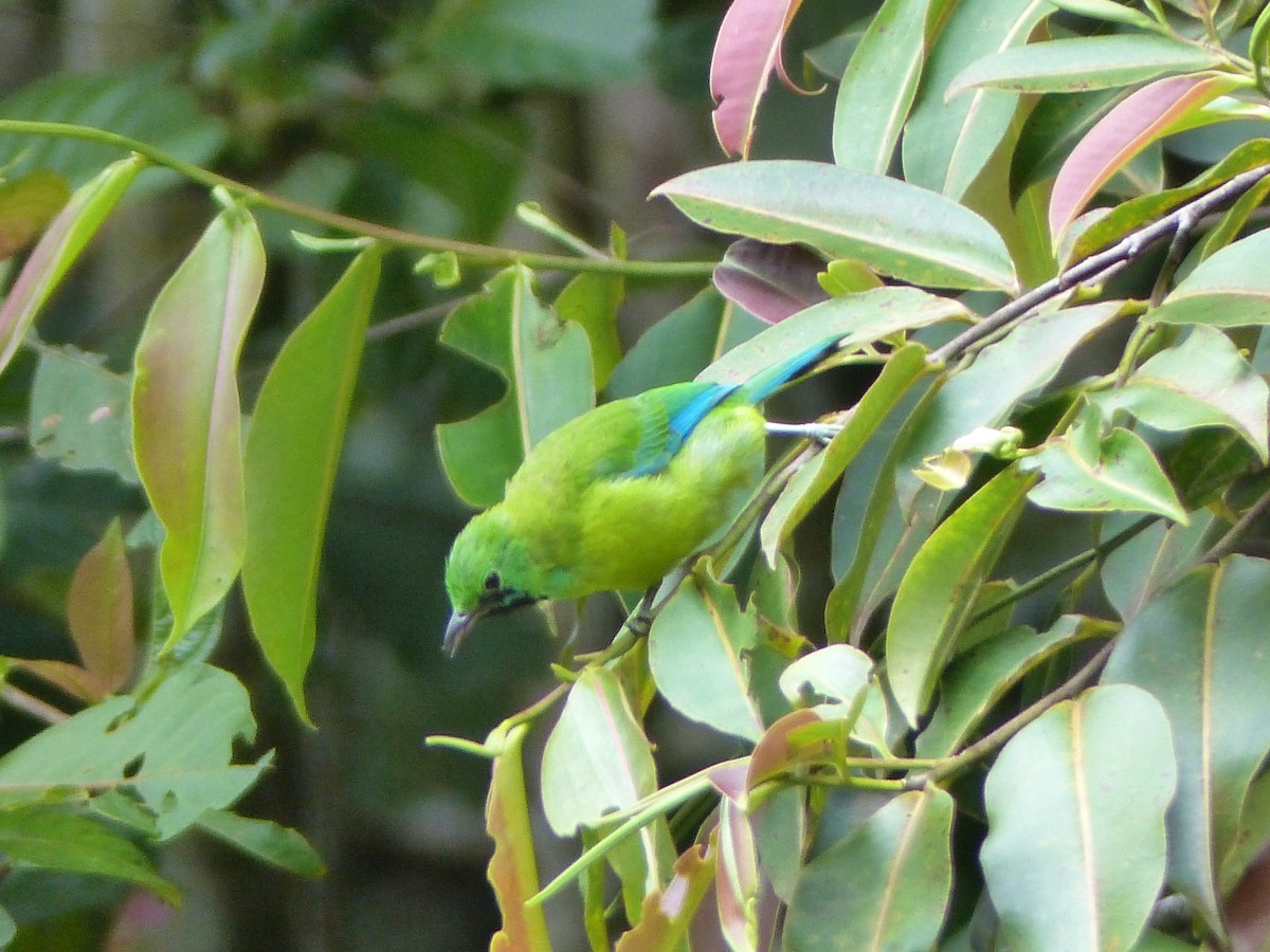 Bornean Leafbird - ML623128582