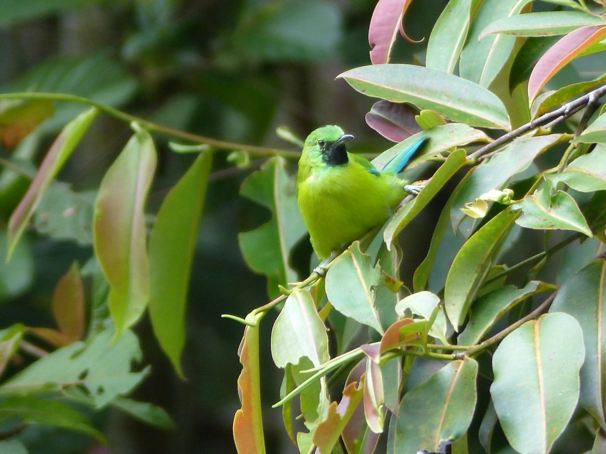 Bornean Leafbird - ML623128583