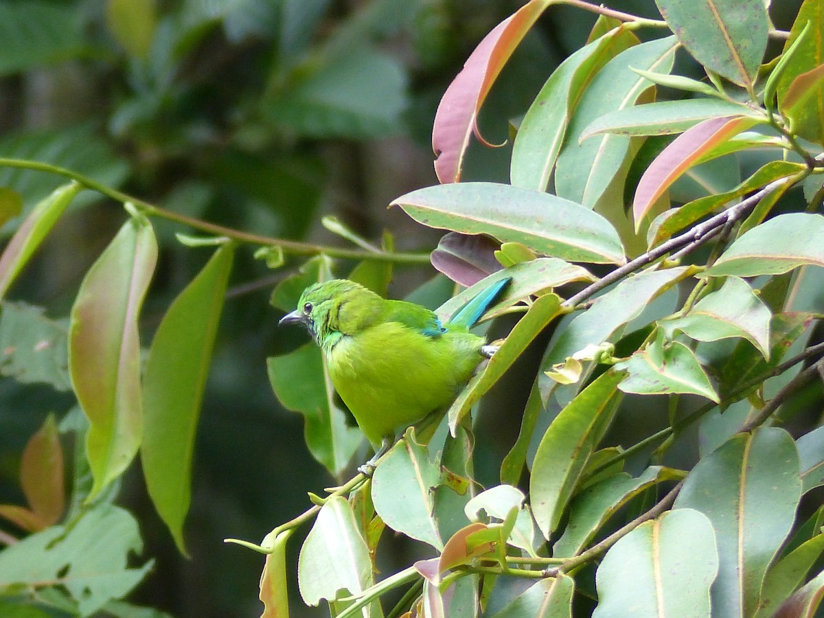 Bornean Leafbird - ML623128584