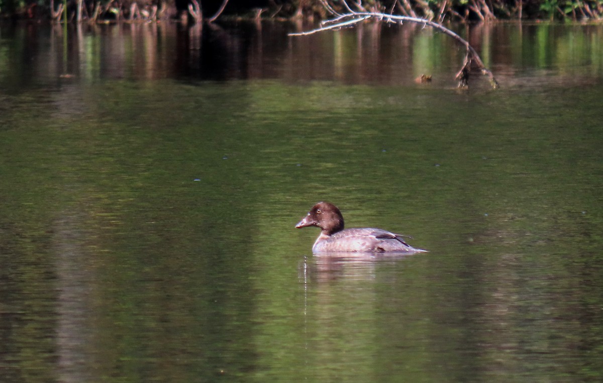 Common Goldeneye - ML623128588