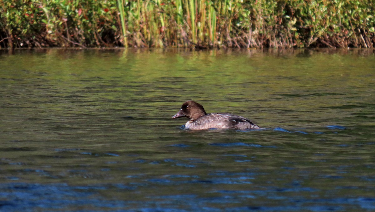 Common Goldeneye - ML623128589