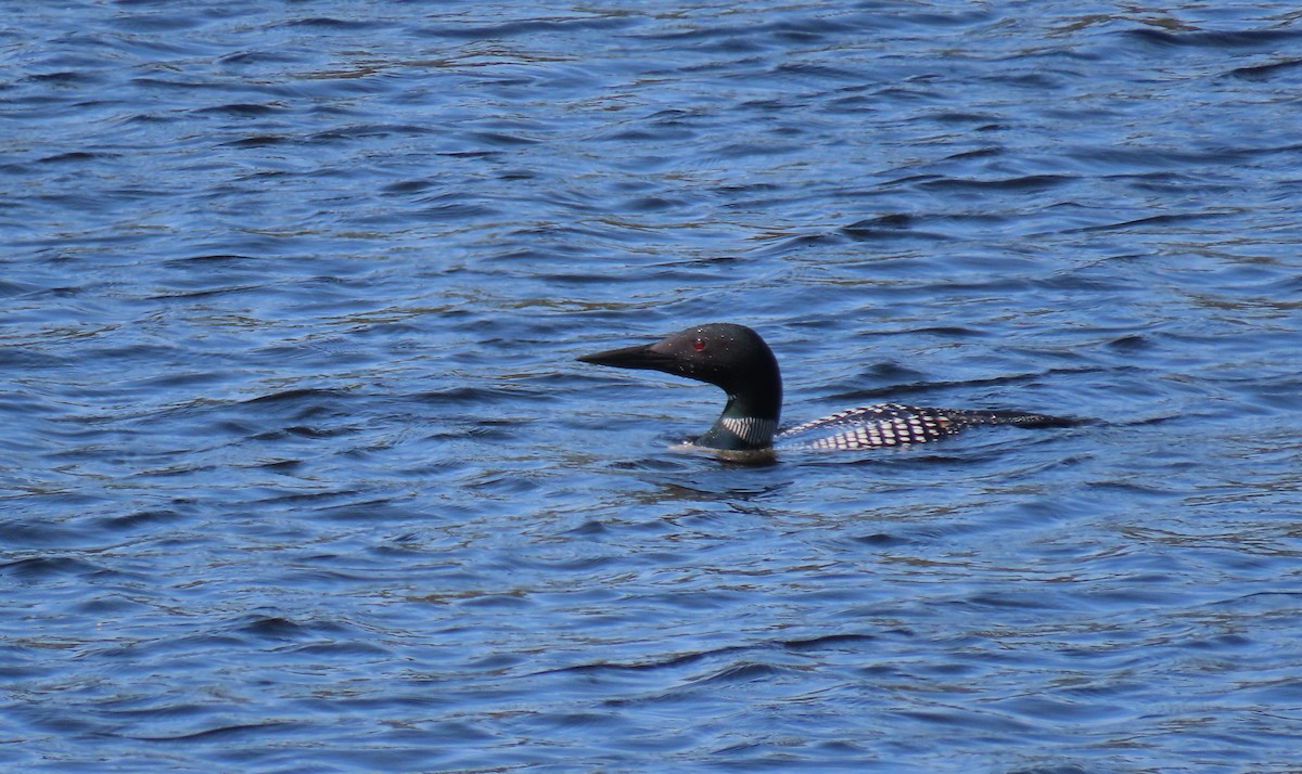 Common Loon - ML623128593