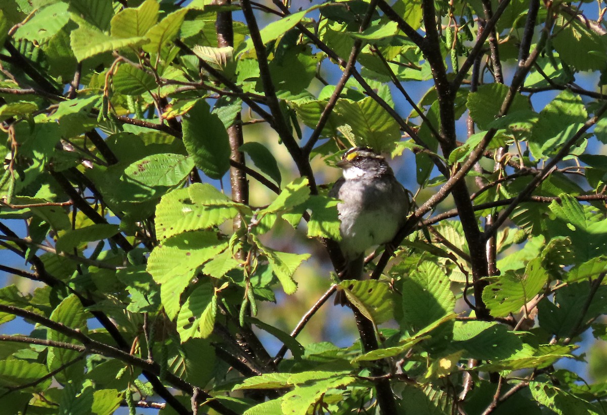 White-throated Sparrow - ML623128605