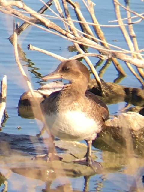 merganser sp. - ML62312861