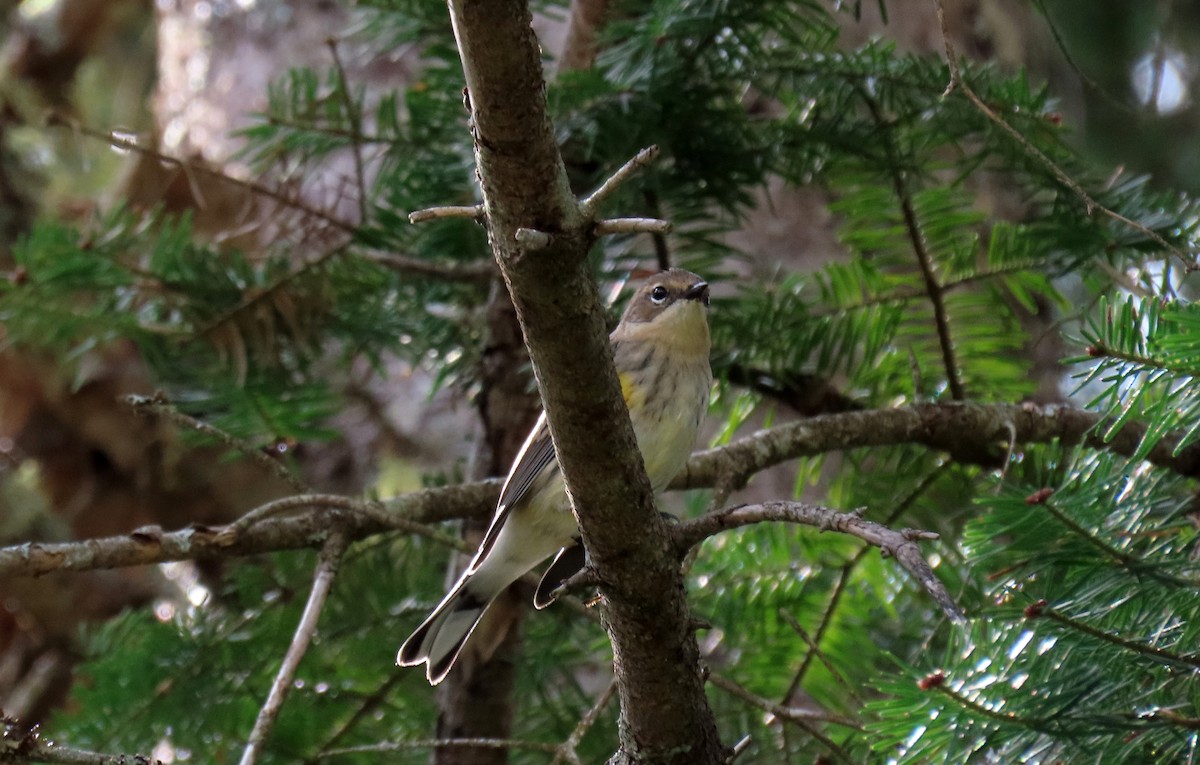 Yellow-rumped Warbler - ML623128625