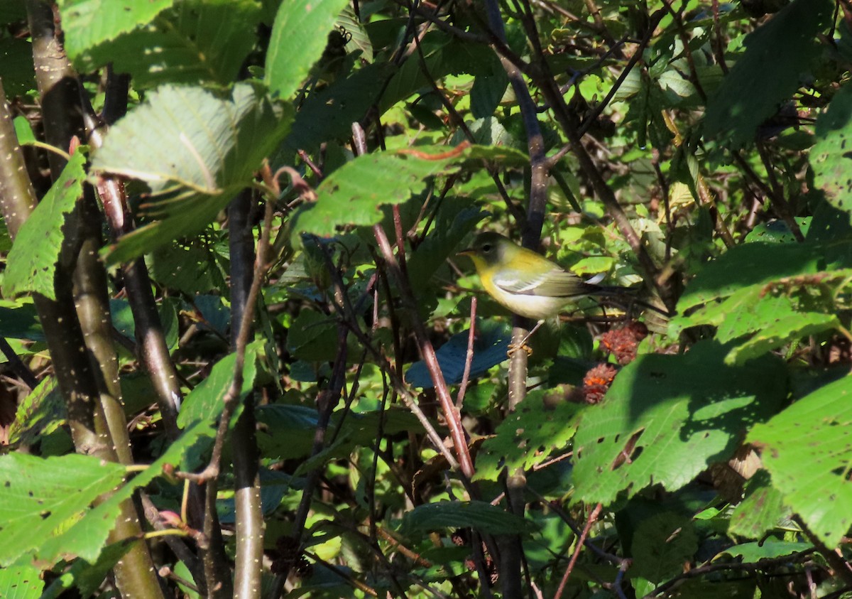 Northern Parula - ML623128631