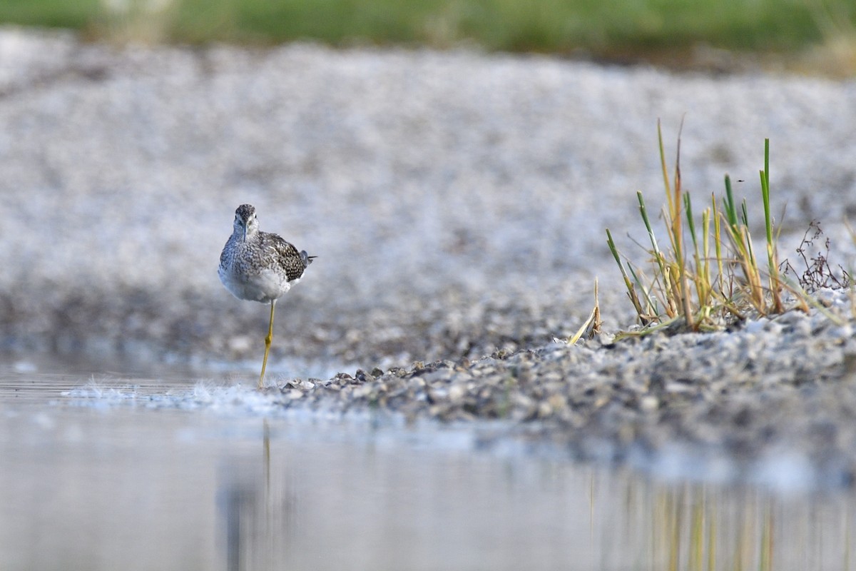 Greater Yellowlegs - ML623128684