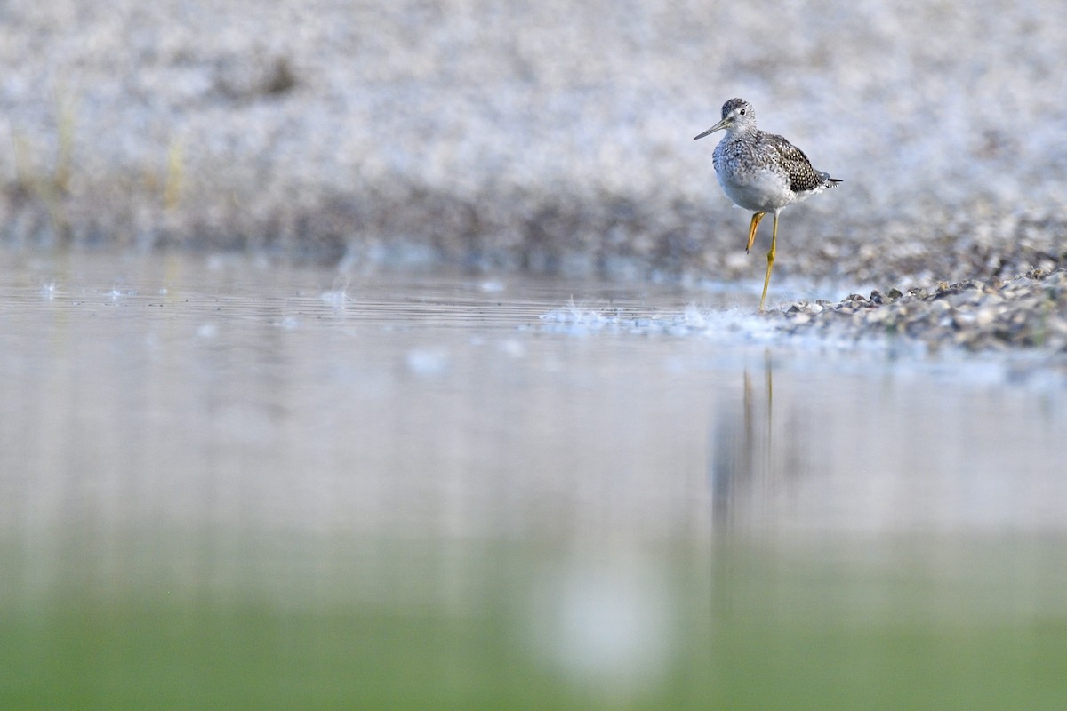 Greater Yellowlegs - ML623128685