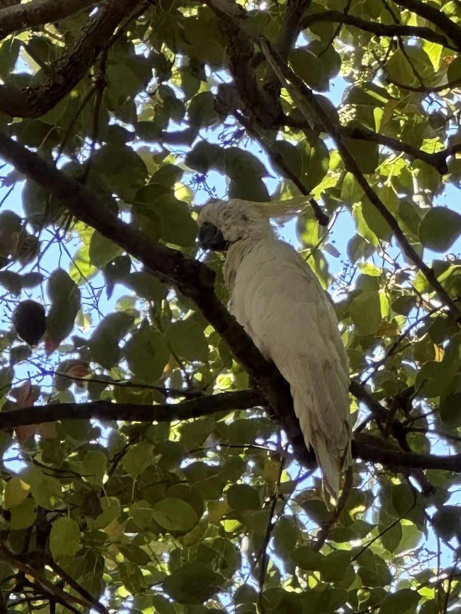 Sulphur-crested Cockatoo - ML623128722