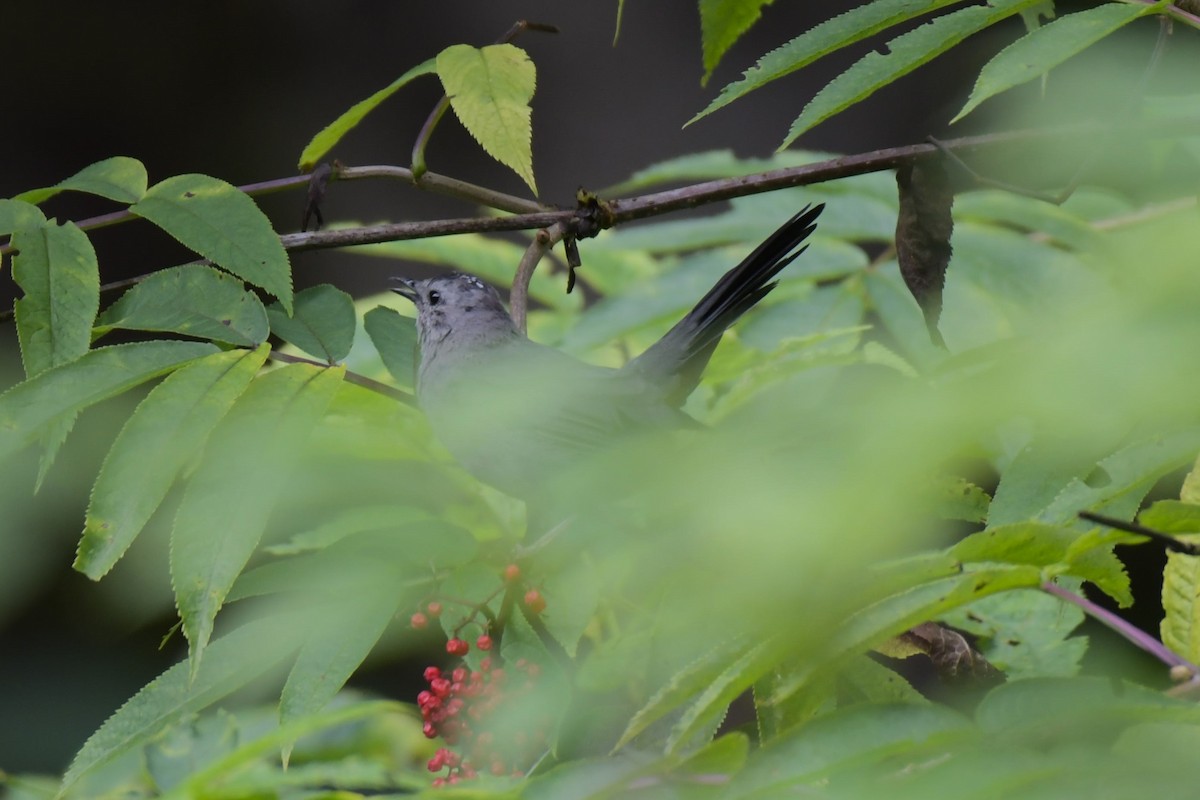 Pájaro Gato Gris - ML623128780