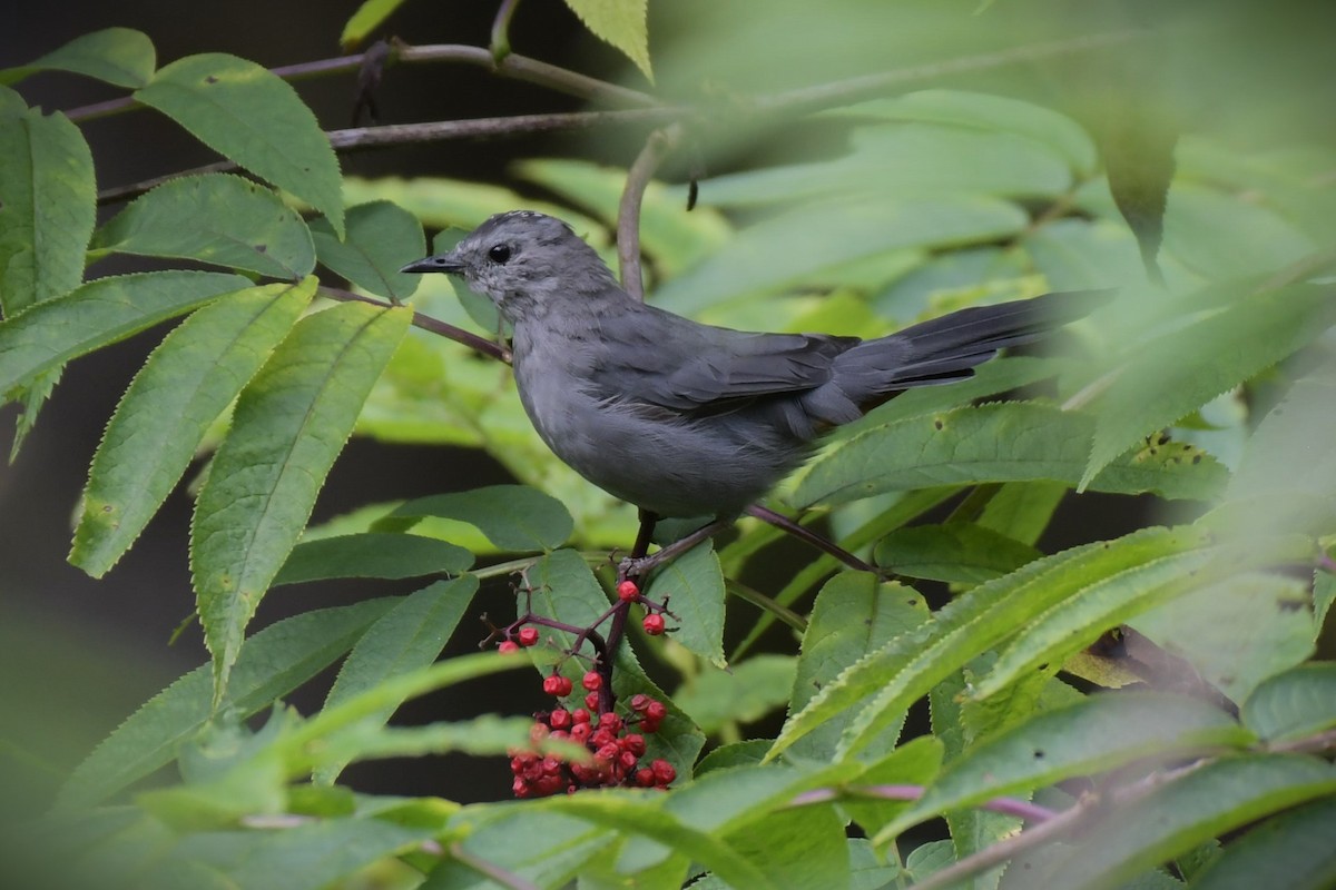 Gray Catbird - ML623128781