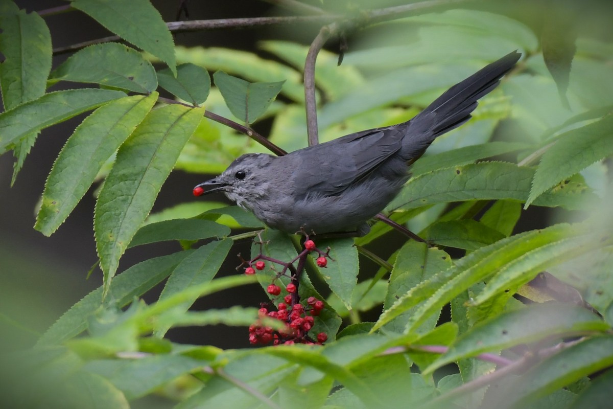 Gray Catbird - ML623128783