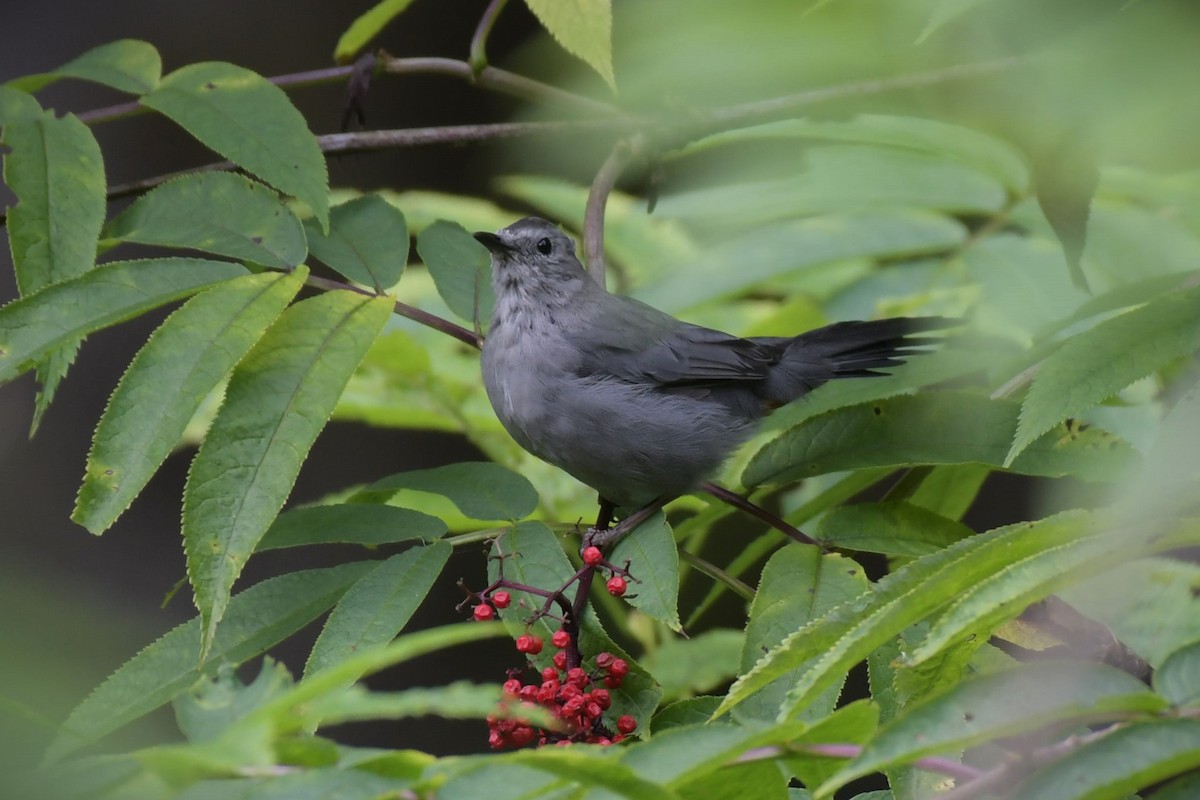 Gray Catbird - ML623128784