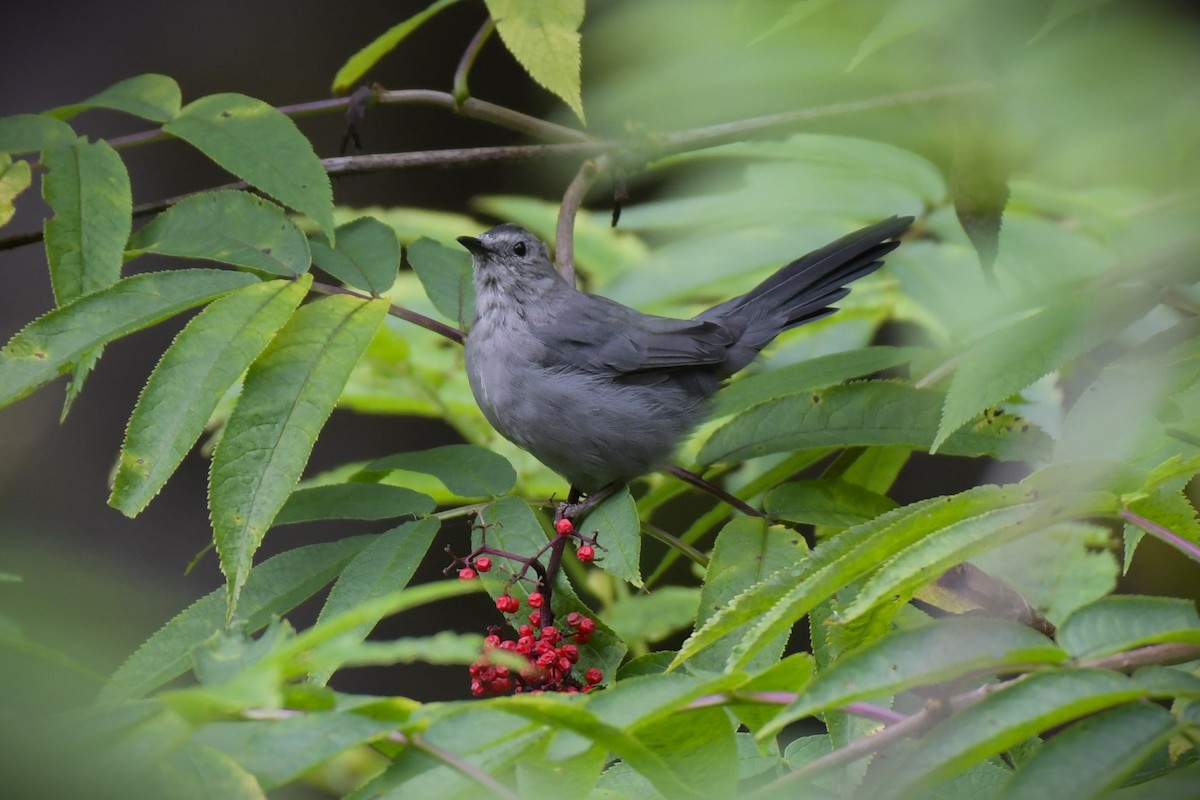 Gray Catbird - Kelly Kirkpatrick