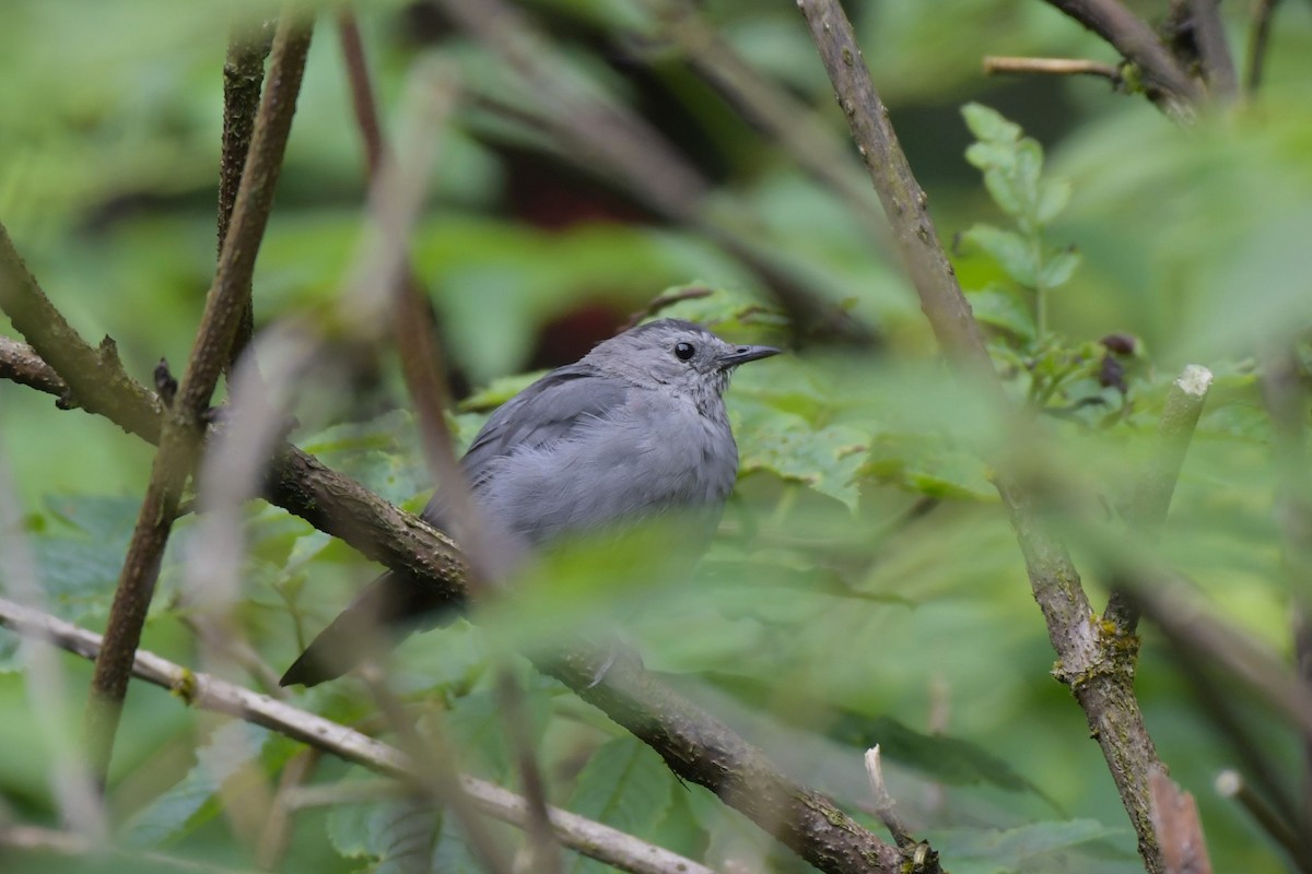 Pájaro Gato Gris - ML623128786