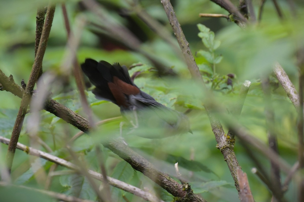 Gray Catbird - ML623128788