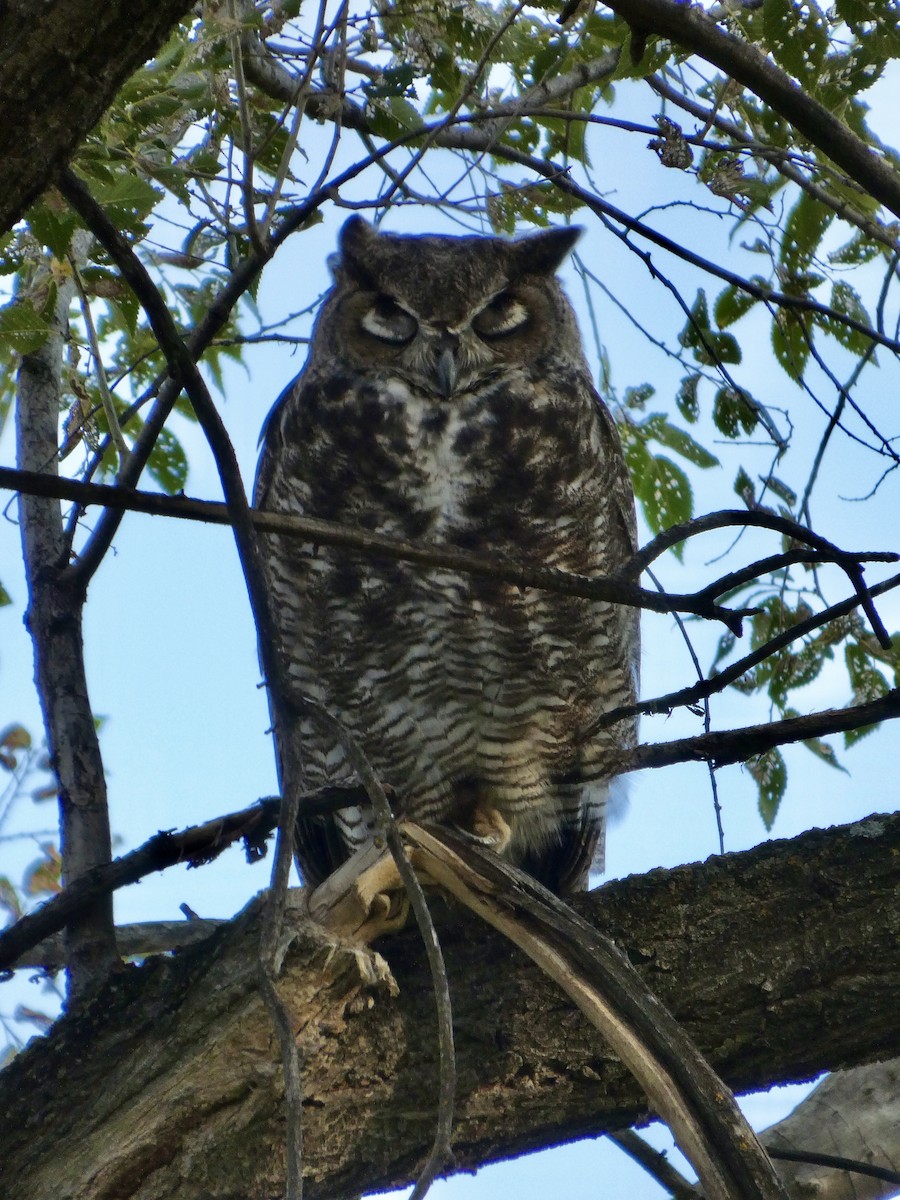 Great Horned Owl - ML623128824