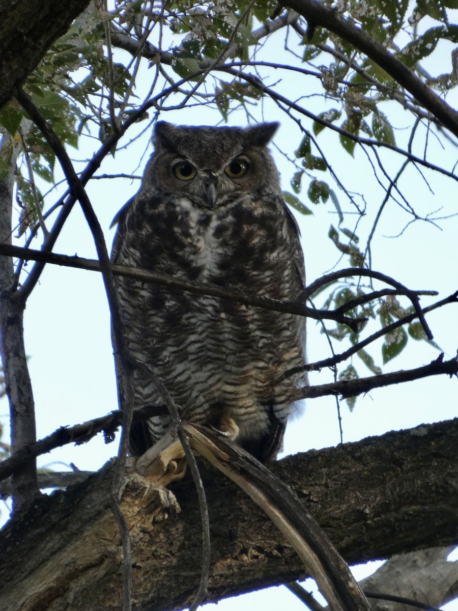 Great Horned Owl - ML623128825