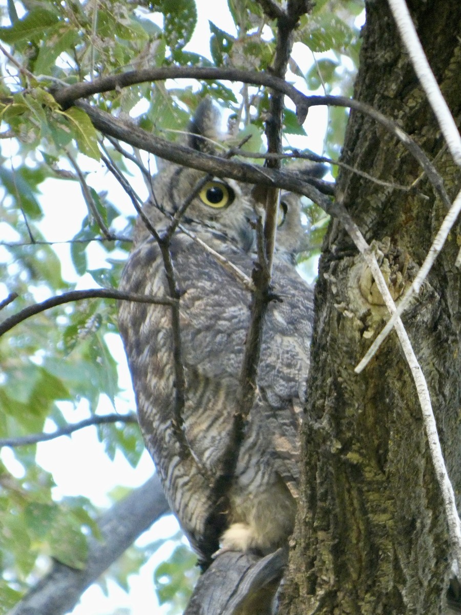 Great Horned Owl - ML623128826