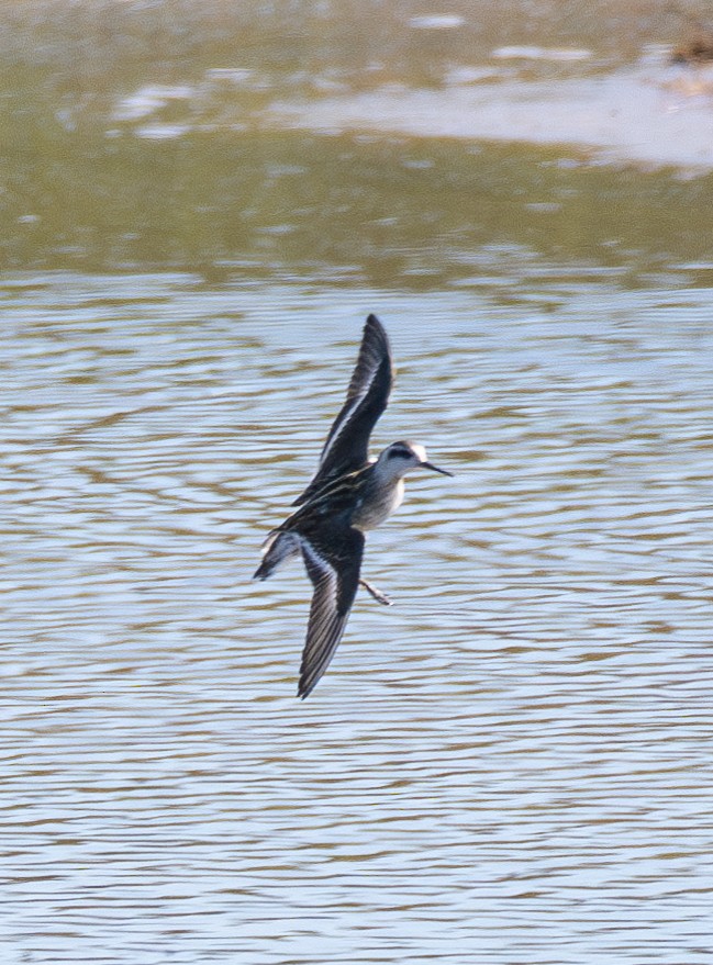 Red-necked Phalarope - ML623128827