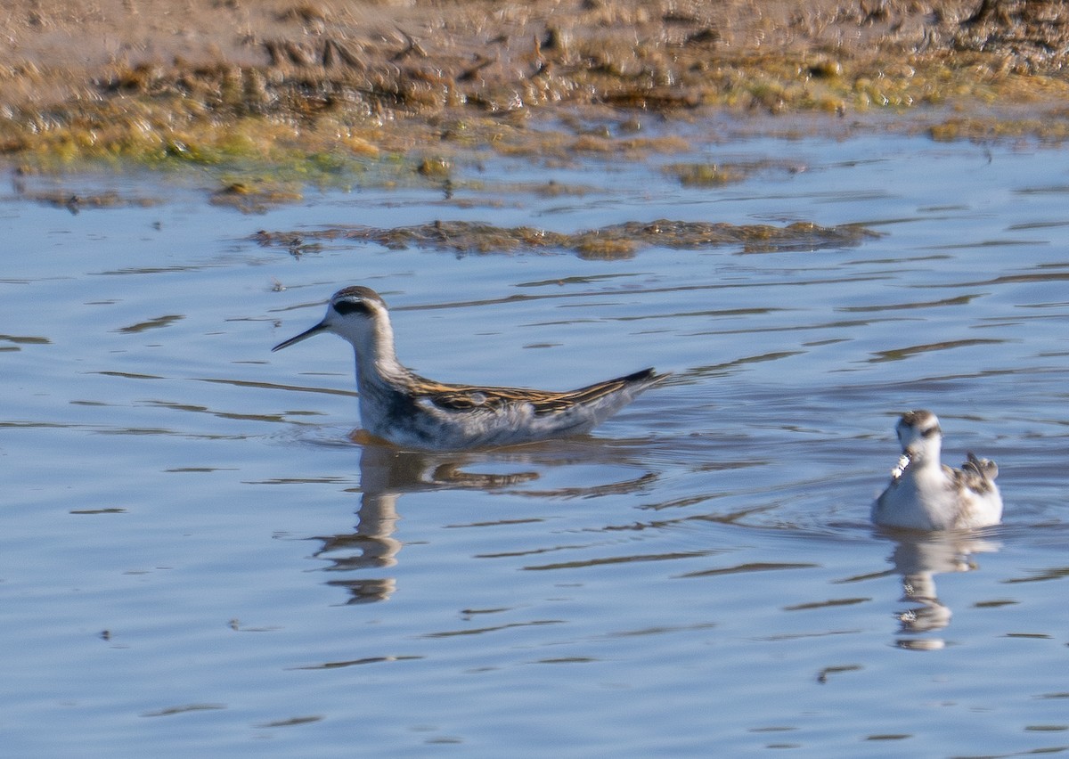 Red-necked Phalarope - ML623128828