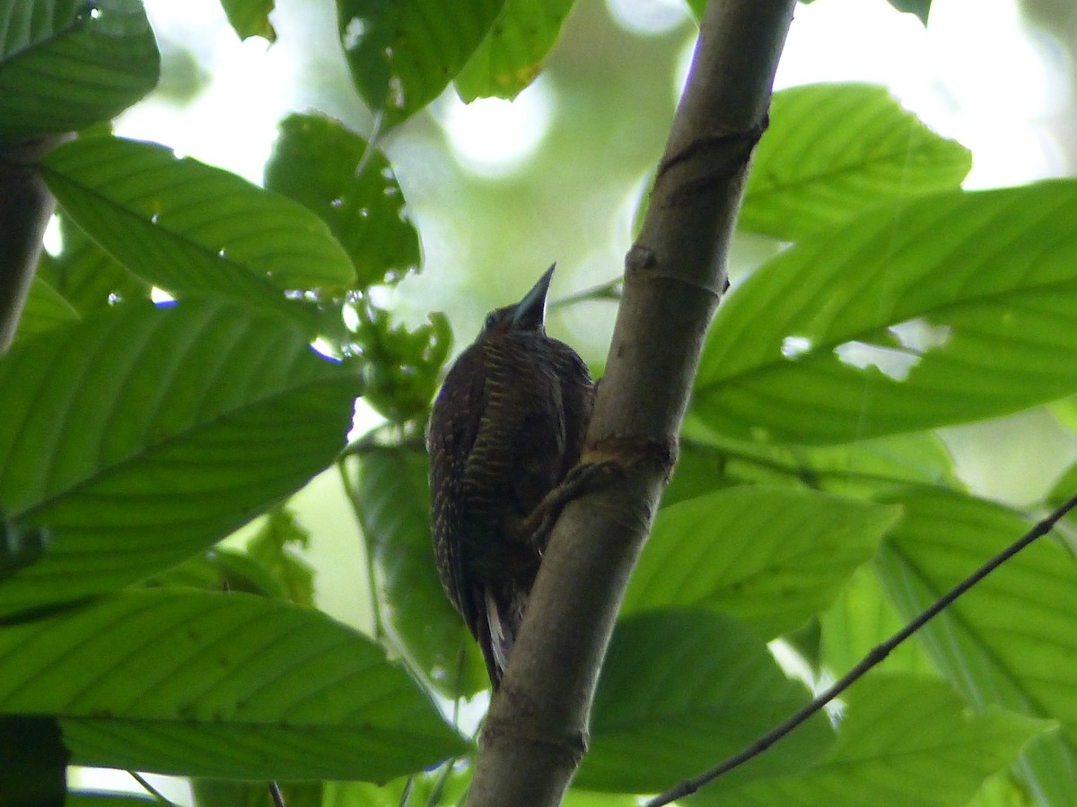 Buff-necked Woodpecker - ML623128904