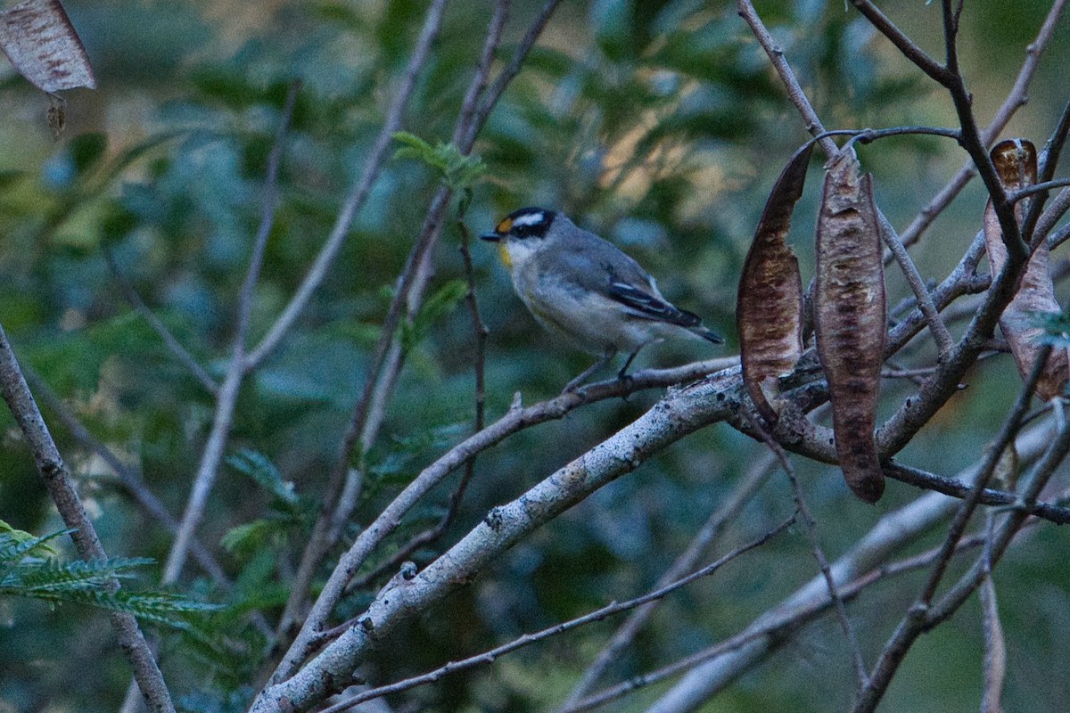 Striated Pardalote (Black-headed) - Helen Leonard