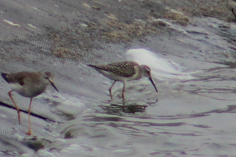 Stilt Sandpiper - ML623128934