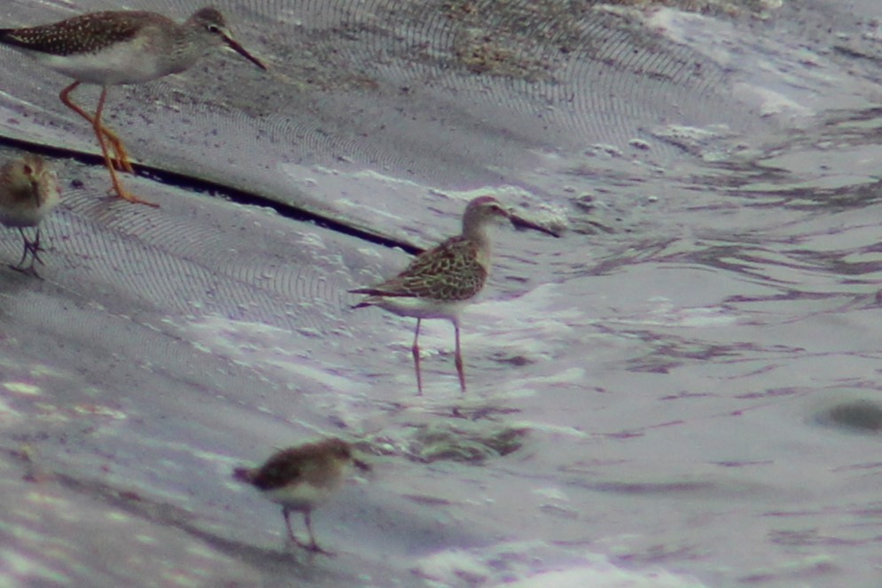 Stilt Sandpiper - ML623128935