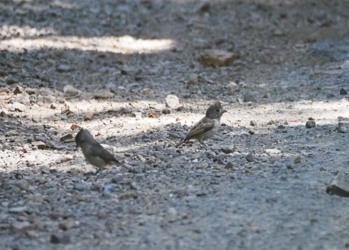 Oak Titmouse - ML623129006