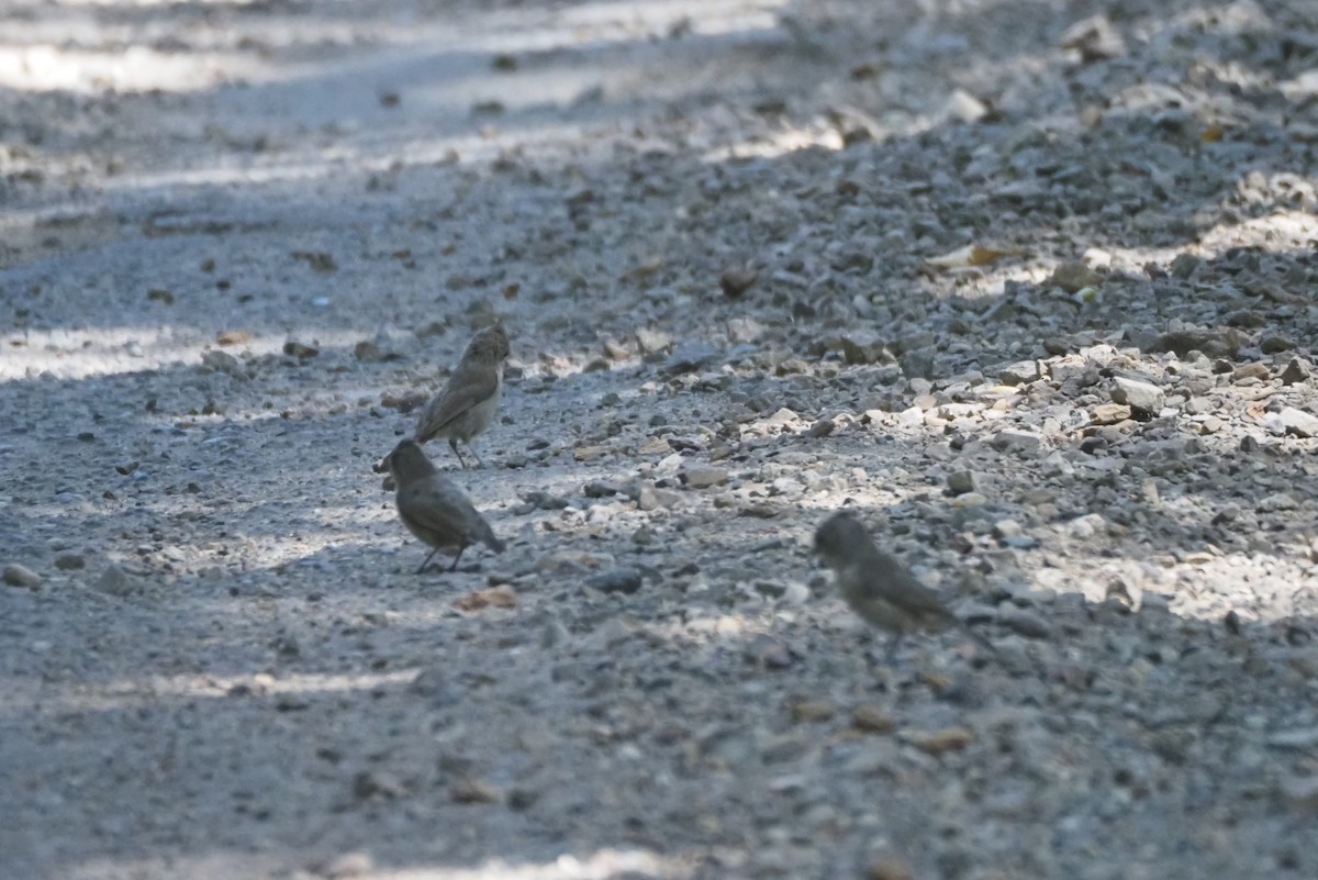 Oak Titmouse - ML623129007