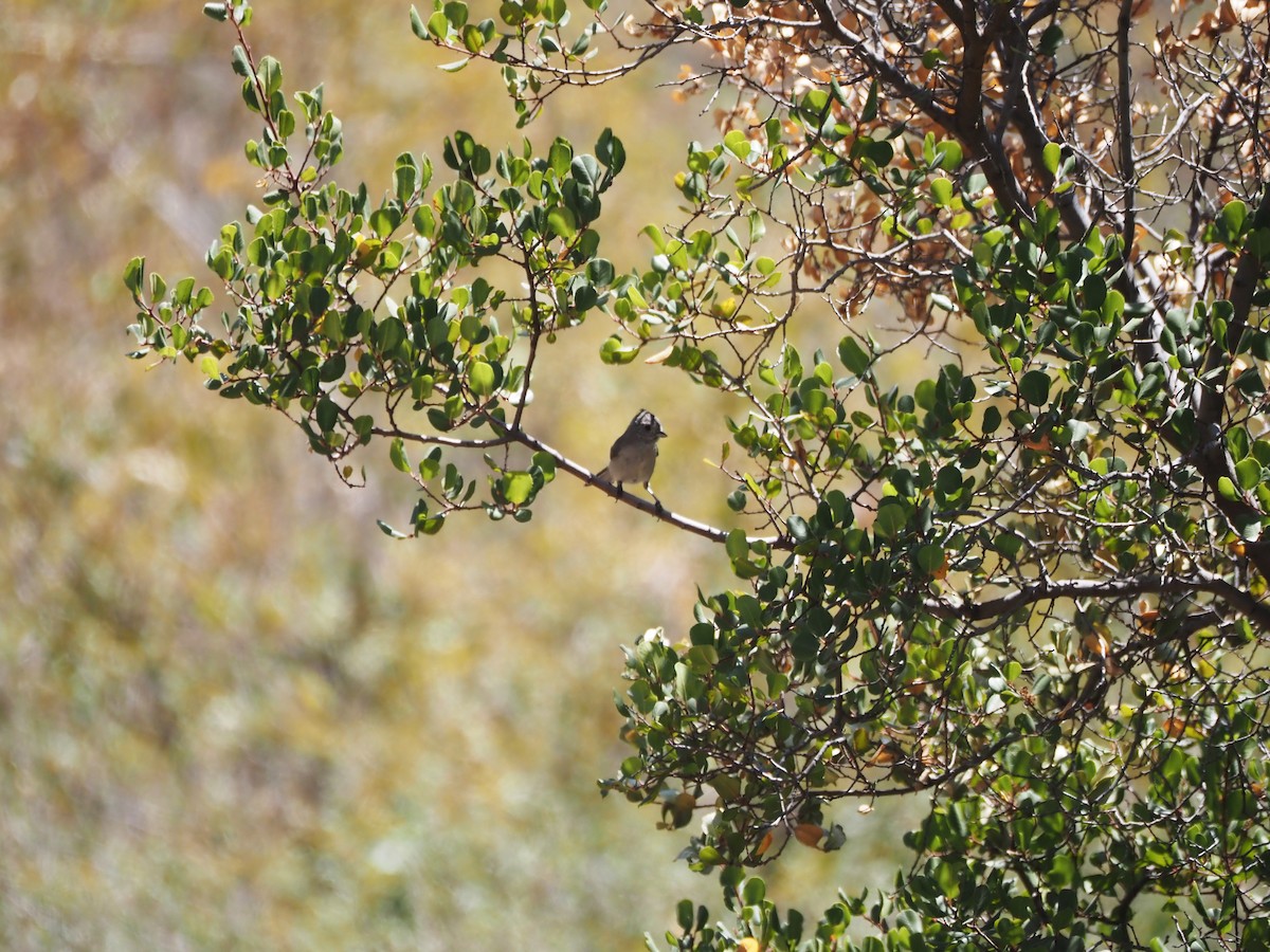 Oak Titmouse - ML623129008