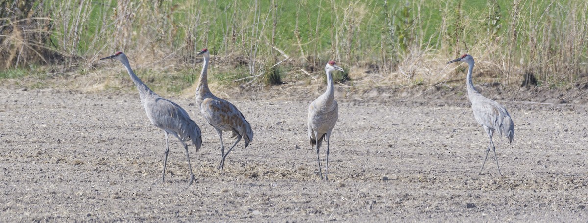 Sandhill Crane - ML623129015