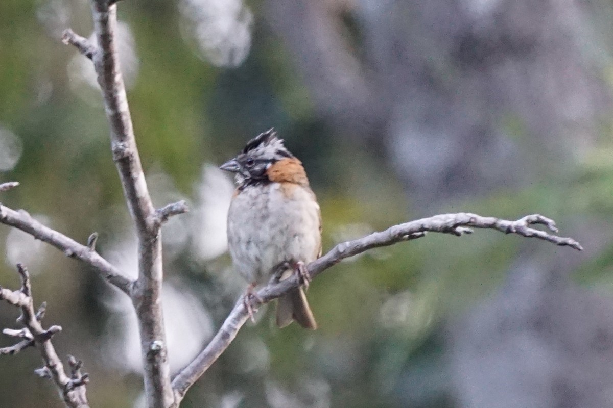 Rufous-collared Sparrow - ML623129051