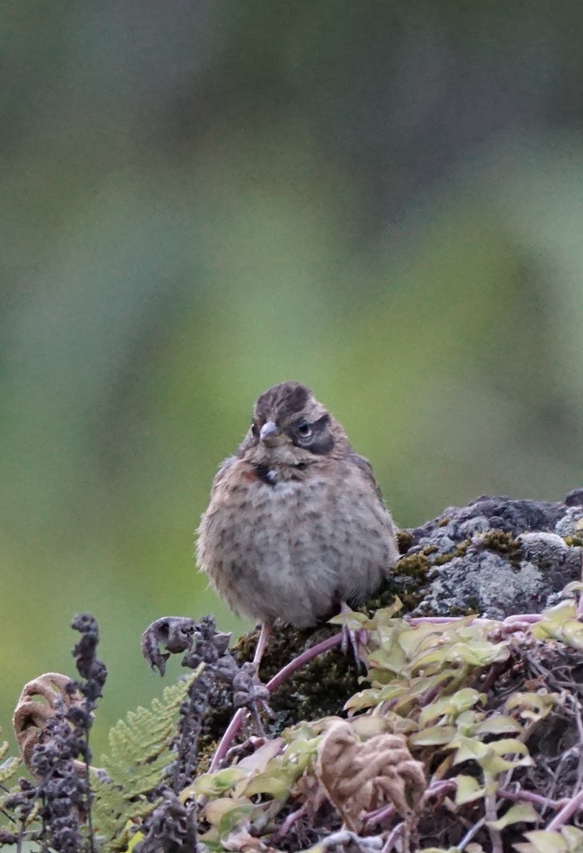 Rufous-collared Sparrow - ML623129052