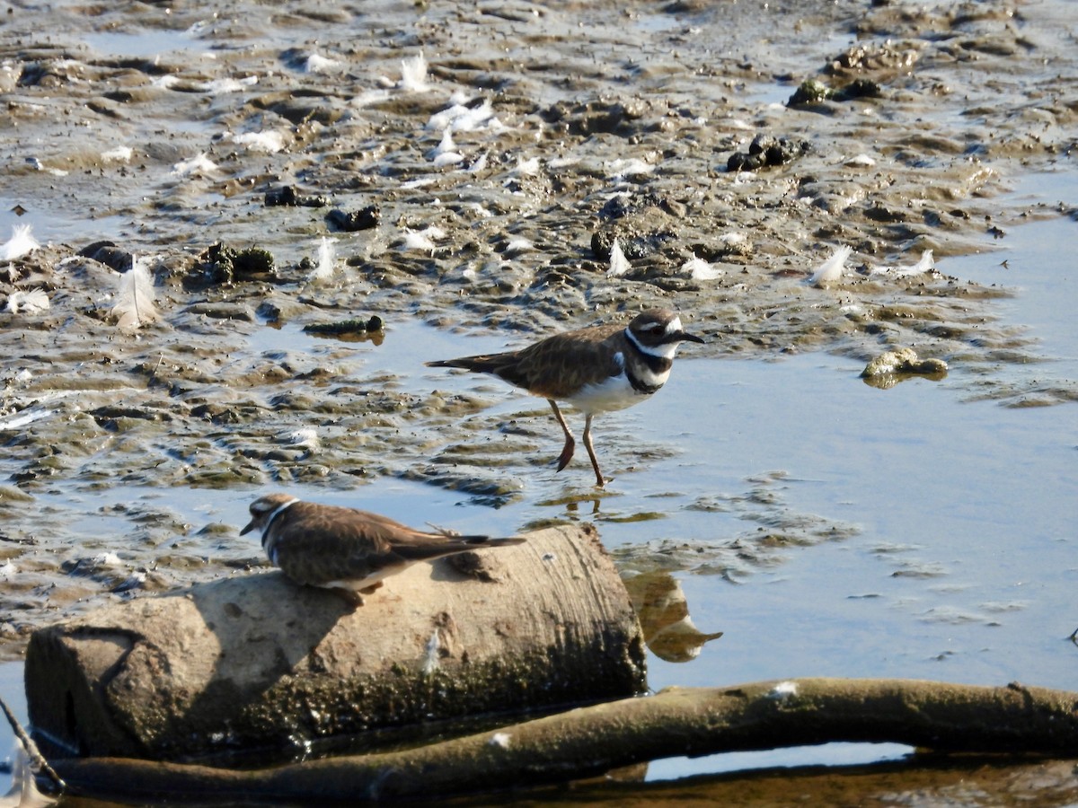 Semipalmated Plover - ML623129060