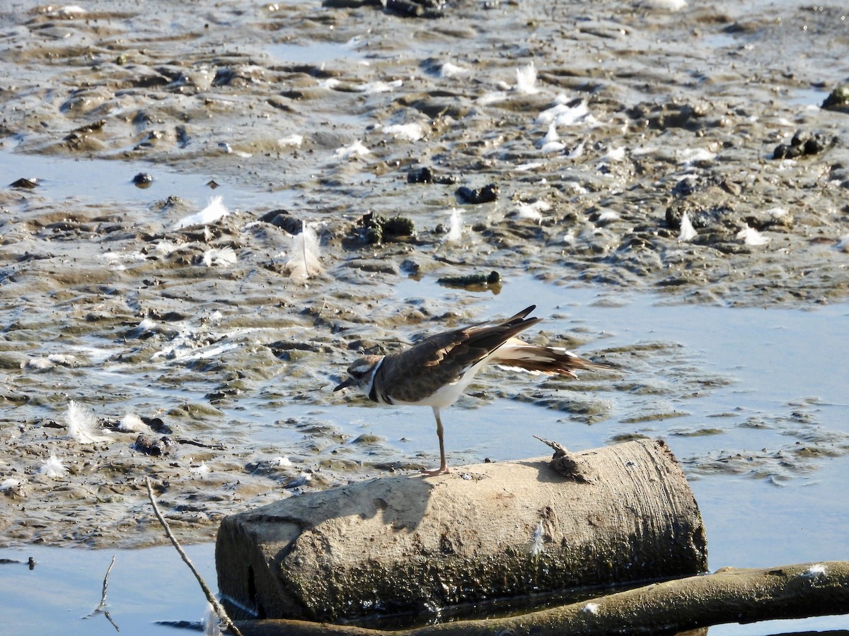 Semipalmated Plover - ML623129061