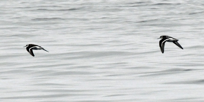 Red-necked Phalarope - ML623129079