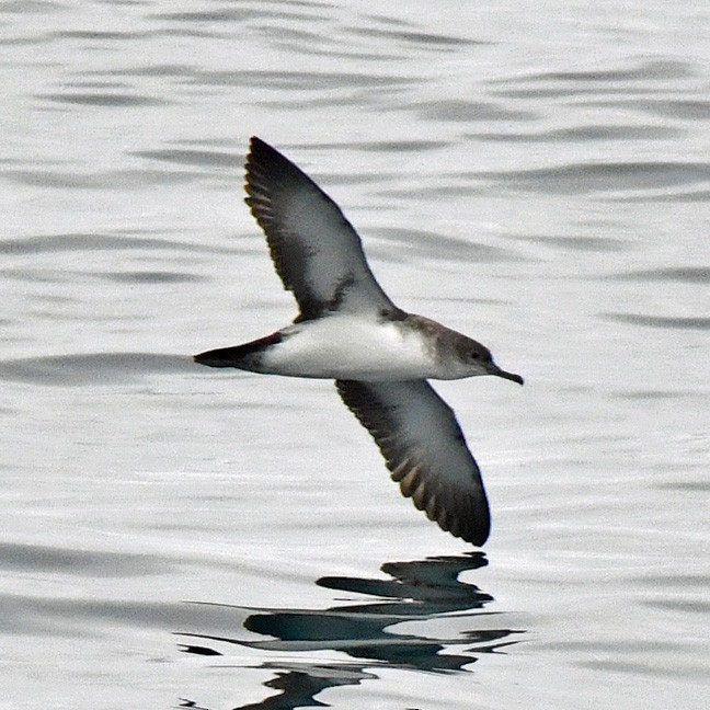 Black-vented Shearwater - ML623129099