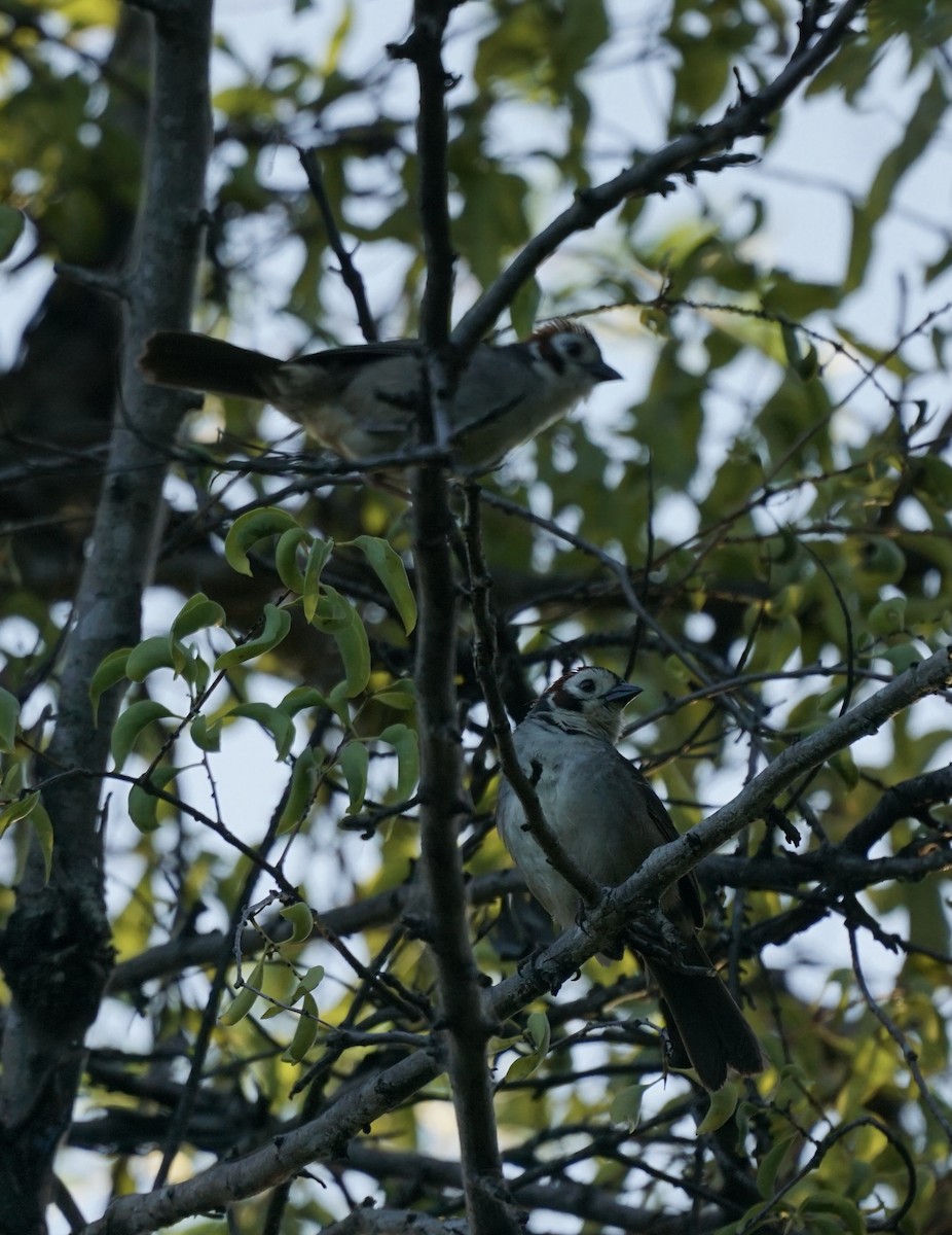 White-faced Ground-Sparrow - ML623129117