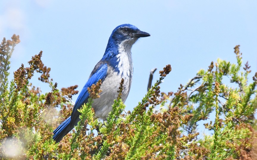 Island Scrub-Jay - ML623129135